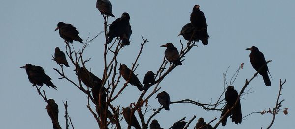 Crows Crows - Sputnik International