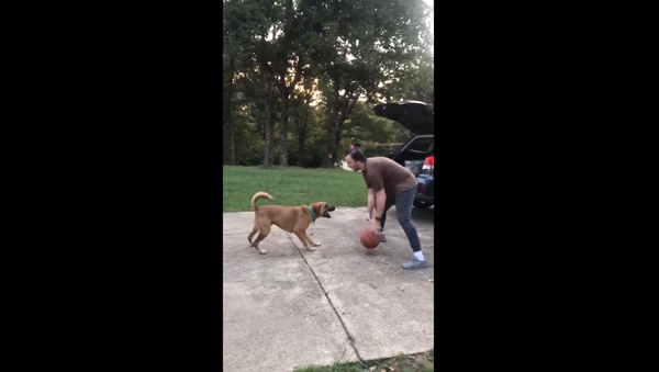 Arkansas Man Schools Dog With Basketball Game - Sputnik International