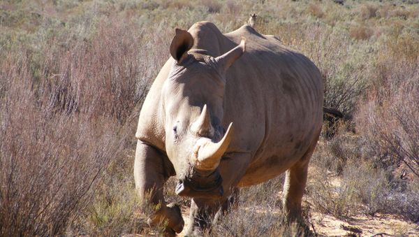 Rhino - Sputnik International