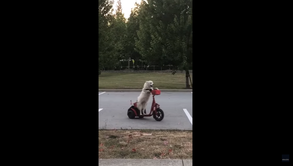 Spotted: Canadian Dog Shows Off Scooter Skills - Sputnik International
