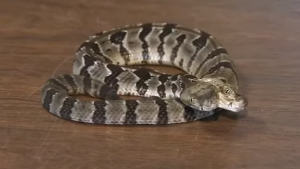 Rare two-headed timber rattlesnake discovered in New Jersey by two environmental specialists - Sputnik International