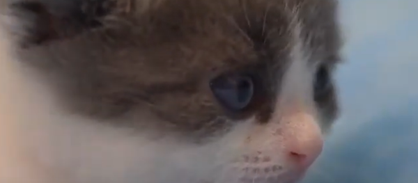 China's first cloned cat - Sputnik International