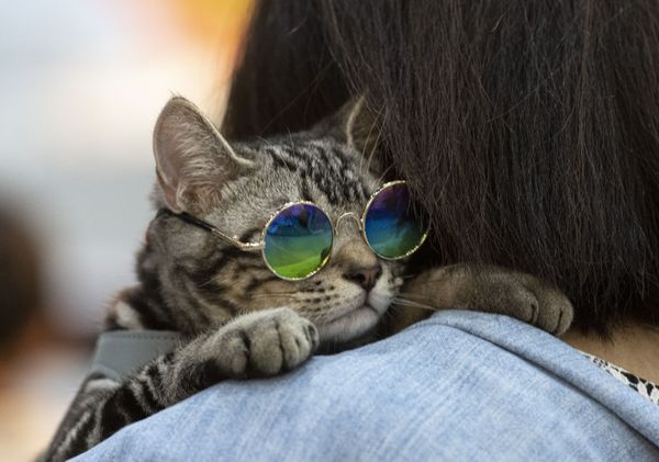 A cat wearing sunglasses leans on the shoulder of its owner at the Pet Expo Championship in Bangkok on August 30, 2019. - Sputnik International