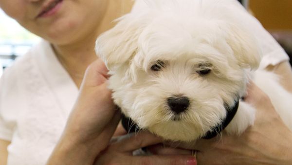 A customer shows her new puppy at a pet store in Columbia, Md., Monday, Aug. 26, 2019. Pet stores are suing to block a Maryland law that will bar them from selling commercially bred dogs and cats, a measure billed as a check against unlicensed and substandard puppy mills.  - Sputnik International
