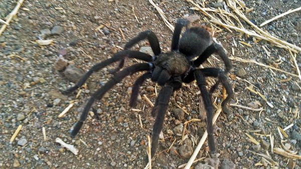 This Aug. 12, 2013 photo provided by the National Park Service shows a tarantula at the Rancho Sierra Vista park site, within the Santa Monica Mountains National Recreation Area near Newbury Park, Calif.  - Sputnik International