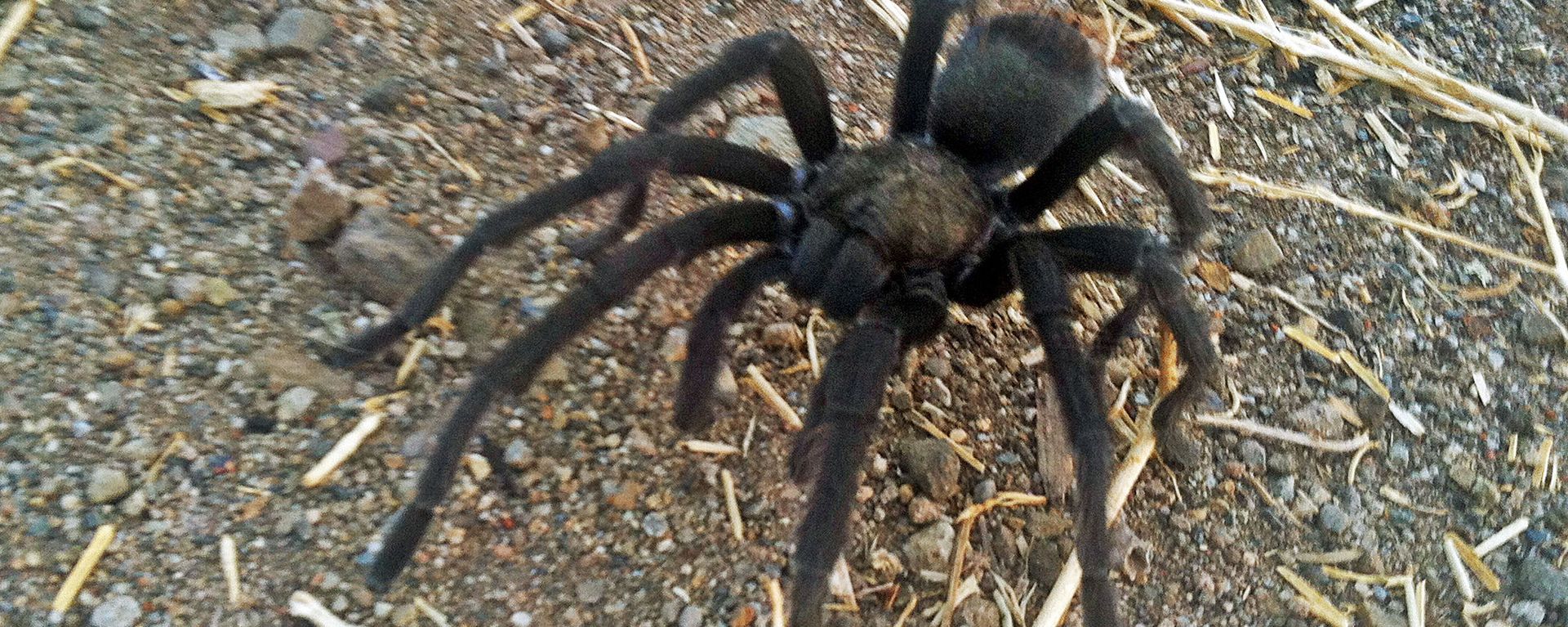 This Aug. 12, 2013 photo provided by the National Park Service shows a tarantula at the Rancho Sierra Vista park site, within the Santa Monica Mountains National Recreation Area near Newbury Park, Calif. This Aug. 12, 2013 photo provided by the National Park Service shows a tarantula at the Rancho Sierra Vista park site, within the Santa Monica Mountains National Recreation Area near Newbury Park, Calif. - Sputnik International, 1920, 19.01.2022