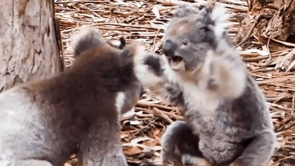 Insane moment two KOALAS get into a fight - Sputnik International