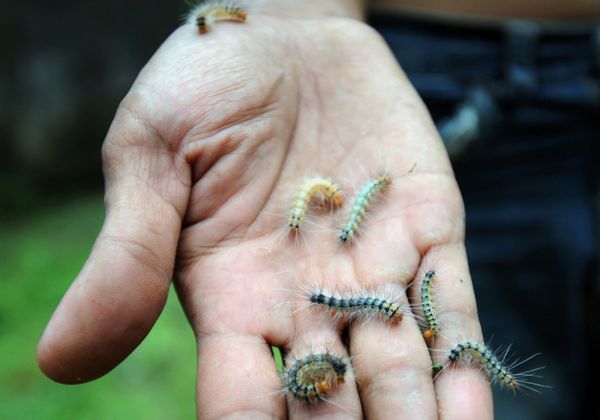 North America's Most Venomous Caterpillars Invade Trees Near Texas Hospital North America's Most Venomous Caterpillars Invade Trees Near Texas Hospital - Sputnik International