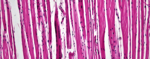 Muscle Tissue: Cardiac Muscle Muscle Tissue: Cardiac Muscle - Sputnik International