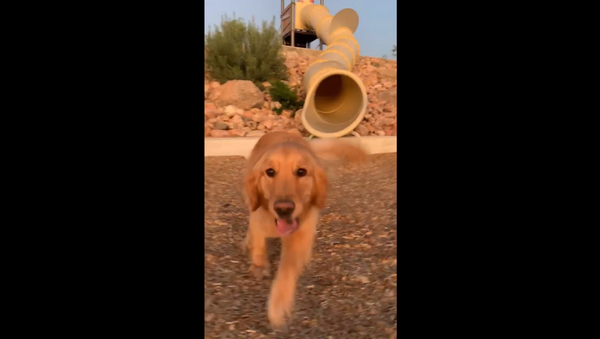 Flynn the Golden Retriever Takes on Playground Slide - Sputnik International