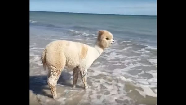 Alpaca Plays at the Beach   - Sputnik International