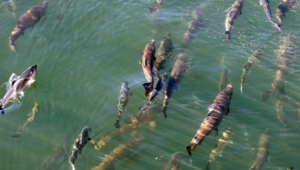 File - In this Sept. 14, 2017, file photo, salmon circle just below the surface inside a lock where they joined boats heading from salt water Shilshole Bay into fresh water Salmon Bay at the Ballard Locks in Seattle. Federal scientists say they're monitoring a new ocean heat wave off the West Coast. Researchers with the National Oceanic and Atmospheric Administration said Thursday, Sept. 5, 2019, the expanse of unusually warm water stretches from Alaska to California, and it resembles a similar heatwave that disrupted marine life five years ago. It remains to be seen whether this heat wave will linger or dissipate more quickly than the last one. (AP Photo/Elaine Thompson, File) - Sputnik International