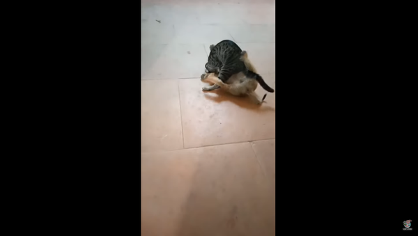 WWE Smackdown: Cat Vs. Dog Edition - Sputnik International