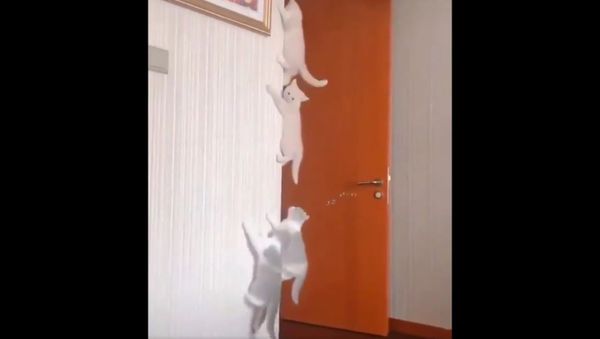 Cats - Sputnik International
