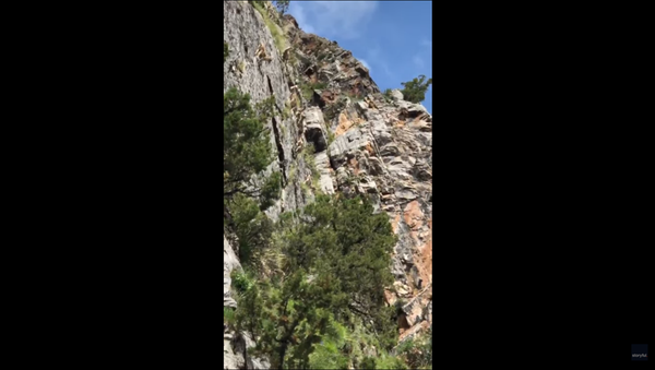 Nimble Himalayan Sheep Defy Gravity During Steep Cliff Ascent - Sputnik International