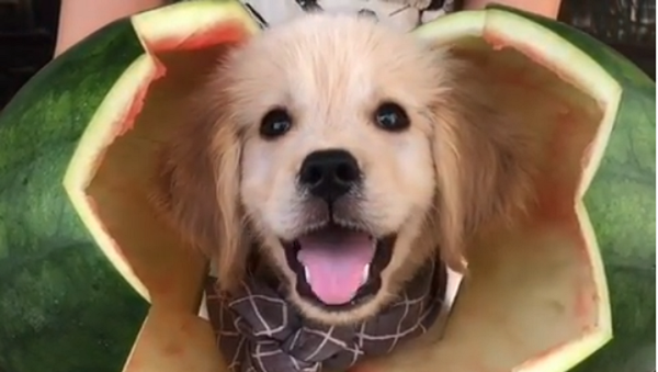 Watermelon&puppy - Sputnik International