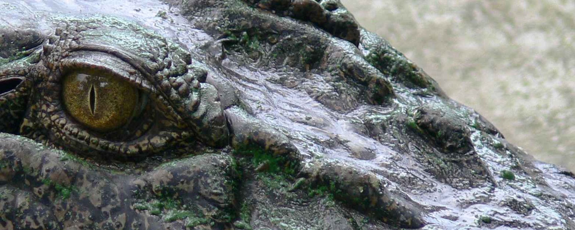 A close-up of a crocodile, photographed on August 3, 2006. A close-up of a crocodile, photographed on August 3, 2006. - Sputnik International, 1920, 12.09.2023