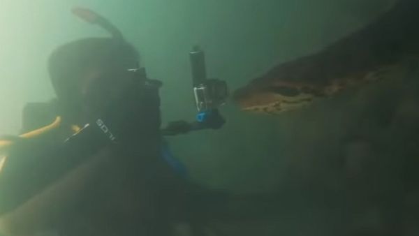 Diver meets anaconda - Sputnik International