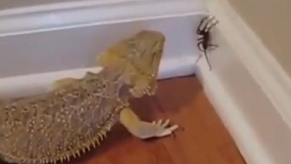 Lizard and spider - Sputnik International