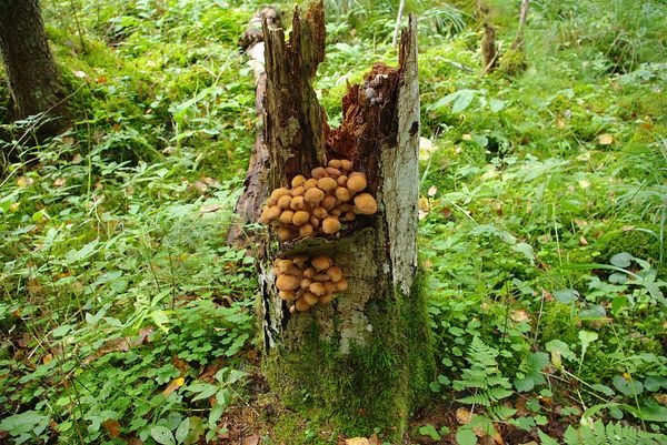 Russian Scientists Decipher Genome of Largest Living Thing on the Planet in Trailblazing Study Russian Scientists Decipher Genome of Largest Living Thing on the Planet in Trailblazing Study - Sputnik International