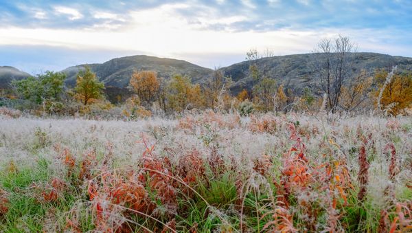 First frost near the Titovka river in Murmansk region. - Sputnik International