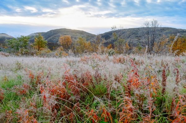 First frost near the Titovka River in Murmansk region - Sputnik International