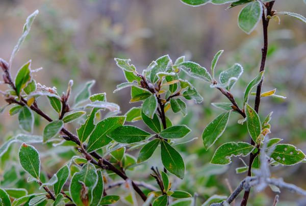 First frost near the Titovka river in Murmansk region - Sputnik International