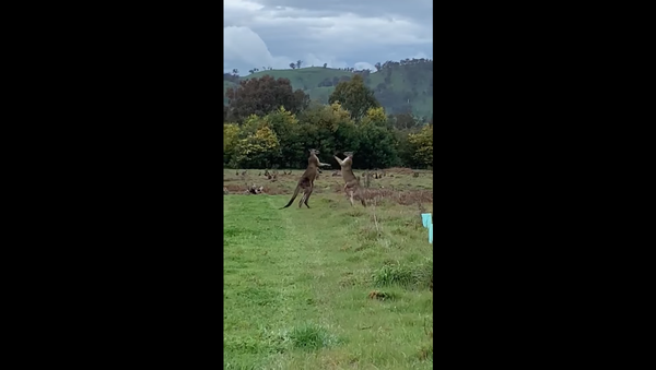 Pair of Kangaroos Battle at Australian Park - Sputnik International