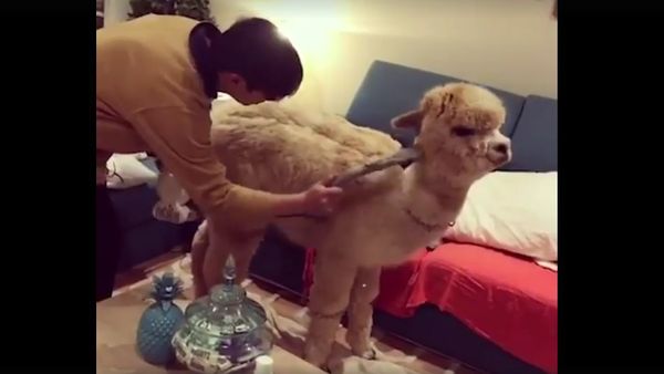 Alpaca gets vacuumed - Sputnik International