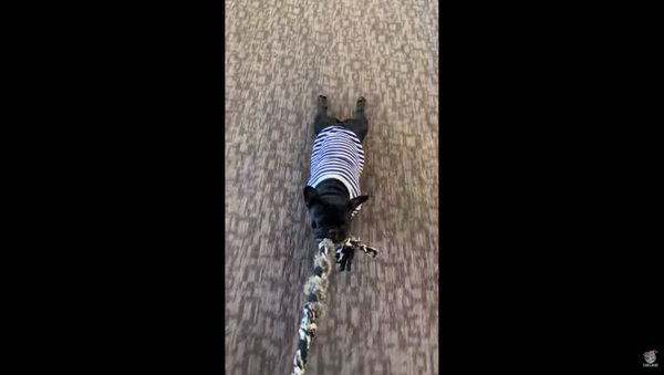Buddha the French Bulldog Gives New Meaning to Tug of War - Sputnik International