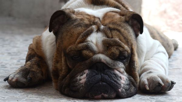 English bulldog  - Sputnik International