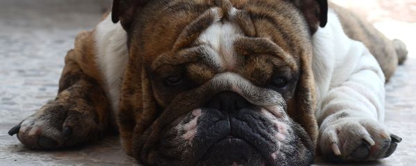 English bulldog English bulldog - Sputnik International