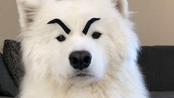 Dog - Sputnik International