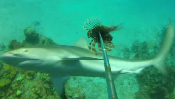 Shark - Sputnik International