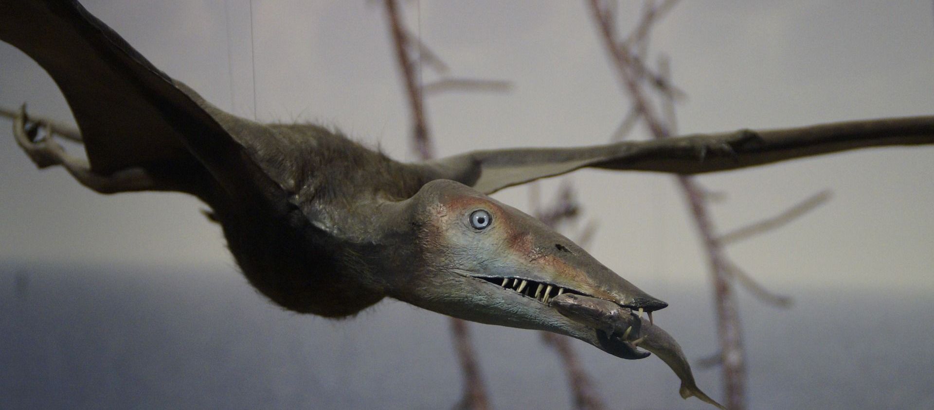 Pterosaur - Sputnik International, 1920, 28.05.2020