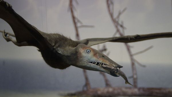 Pterosaur - Sputnik International