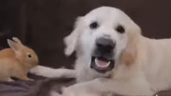 Rabbit and Golden Retriever - Sputnik International