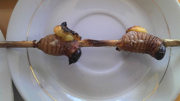 Grilled maggots for human consumption - Sputnik International