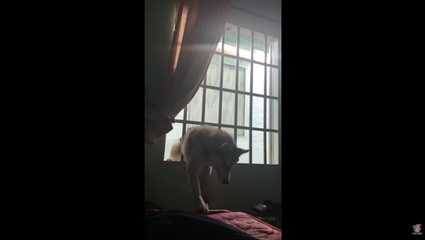 Vietnamese Dog Breaks Into Home After Squeezing Through Gated Window - Sputnik International