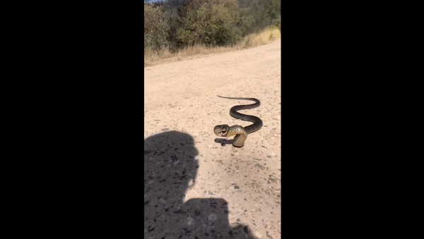 Aussie Reptile Squares Up With Intruding Snake Catcher - Sputnik International