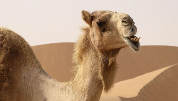 Camel - Sputnik International