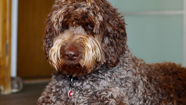 Labradoodle  - Sputnik International