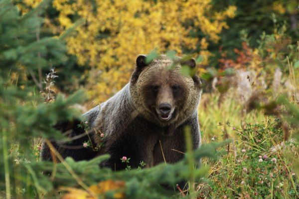 Male Grizzly bear walking through a mountain meadow in Canada's province of British Columbia Male Grizzly bear walking through a mountain meadow in Canada's province of British Columbia - Sputnik International