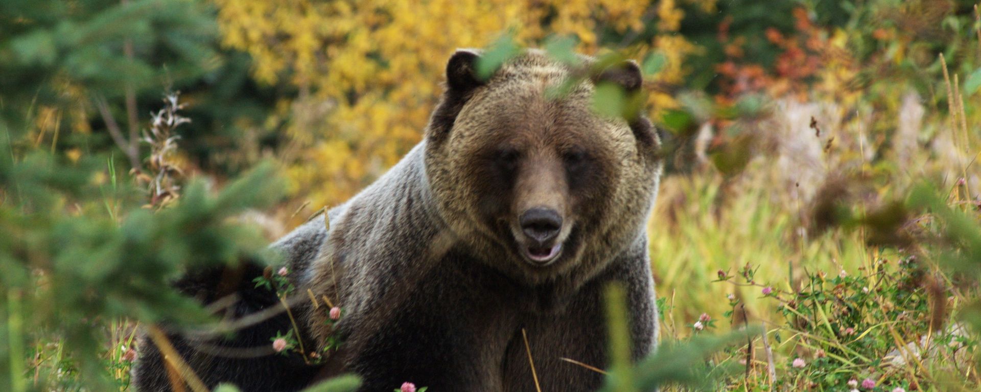 Male Grizzly bear walking through a mountain meadow in Canada's province of British Columbia  - Sputnik International, 1920, 13.05.2022