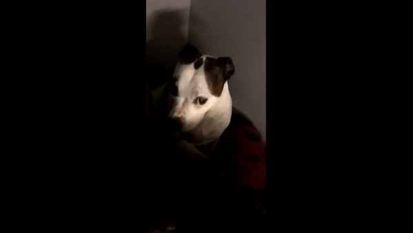 Trash-Digging Pup Pleads the Fifth After Getting Caught - Sputnik International