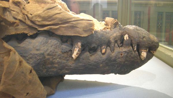 Crocodile mummy - Sputnik International
