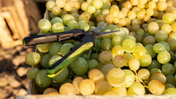 Grapes and garden shears in Crimea Grapes and garden shears in Crimea - Sputnik International