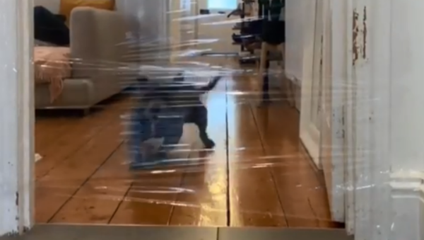 Silly Staffordshire Bull Terrier Gets Caught in Mom’s Trickery - Sputnik International