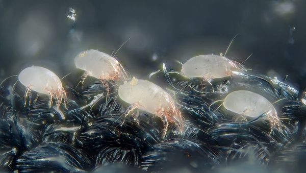 House dust mites - Sputnik International