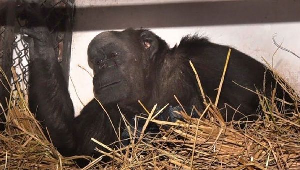Chimpanzee  Rita  - Sputnik International